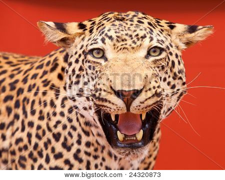 Bonito Retrato de un leopardo rellenos con fondo rojo