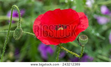 Papaver Rhoeas Common Names Include Corn Poppy , Corn Rose , Field Poppy , Flanders Poppy , Red Popp