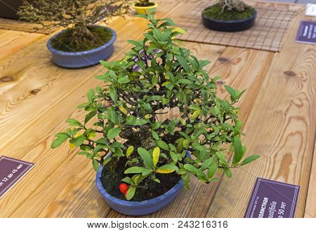 Bonsai - Narrowleaf Firethorn (pyracantha Angustifolia). Age - About 50 Years. Exhibition Of Bonsai 