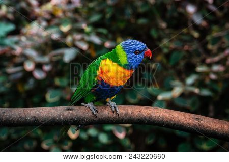 Colorful Parrot Lori Or Loriinae With Blue Head Sits On Branch Of Tree In Forest Close Up