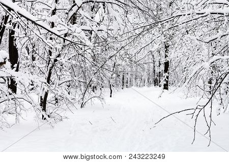 Way In Snowy Forest Of Timiryazevskiy Park Of Moscow City In Overcast Winter Day