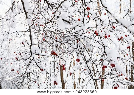 Snow-covered Red Hawthorn Berries On Tree In Timiryazevskiy Forest Park Of Moscow City In Sunny Wint