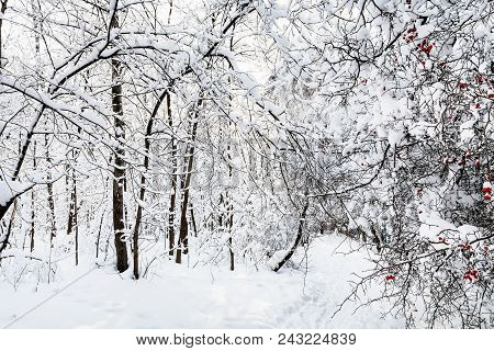 Snowy Footpath In Timiryazevskiy Forest Park Of Moscow City In Sunny Winter Morning