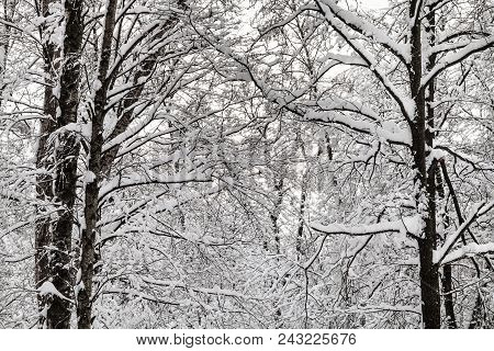 Snow-covered Intertwined Twigs In Winter Forest Of Timiryazevskiy Park In Moscow City