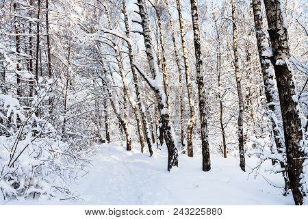 Snow-covered Way In Timiryazevskiy Forest Park Of Moscow City In Sunny Winter Morning