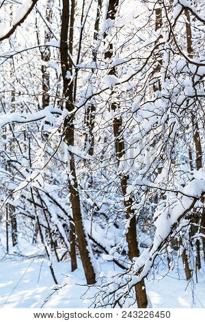 Snow-covered Trees In Forest Of Timiryazevskiy Park Of Moscow City In Sunny Winter Day