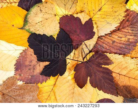 Top View Of Natural Autumn Background From Pied Fallen Leaves Of Viburnum, Lime, Elm Trees