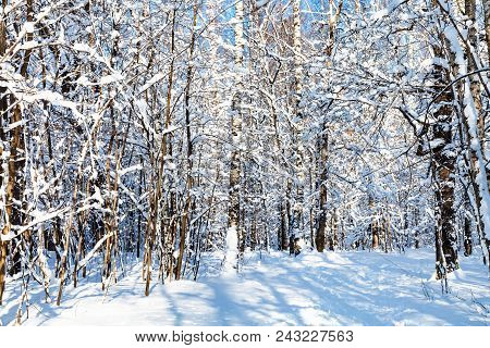 Snowy Path In Forest Of Timiryazevskiy Park Of Moscow City In Sunny Winter Day