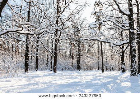 Snow-covered Oak Trees At Forest Glade In Timiryazevskiy Park Of Moscow City In Sunny Winter Day