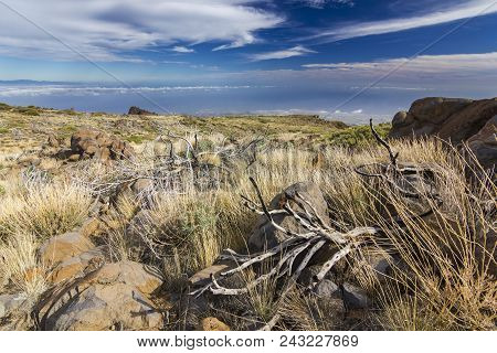 Yellow Grass And Dead Tree In Semidesert Near Neide Volcano On Tenerife Island With Stones And Blue 
