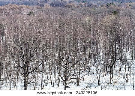 Above View Of Bare Oak And Birch Trees Between Melting Snow In Forest Of Timiryazevskiy Park In Mosc