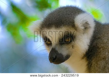 Lemur Close Up In Madagascar. Portrait Of Ring-tailed Lemur Catta. Lemur Catta In The Natural Habita