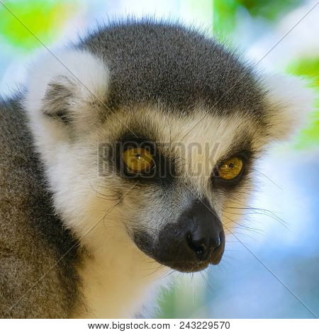 Lemur Close Up In Madagascar. Portrait Of Ring-tailed Lemur Catta. Lemur Catta In The Natural Habita