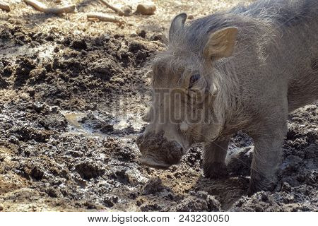 Warthog Is Digging The Earth In The African Savannah, Spreading The Soil In Different Directions. Af