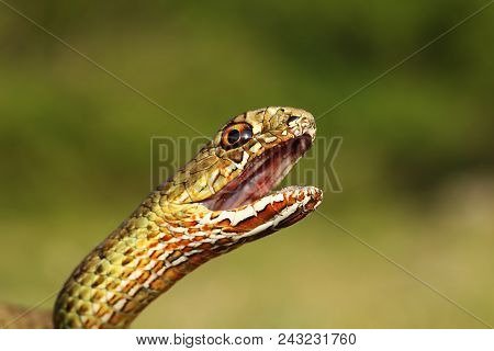 Portrait Of Angry Eastern Montpellier Snake ( Malpolon Insignitus ), Animal Ready To Bite