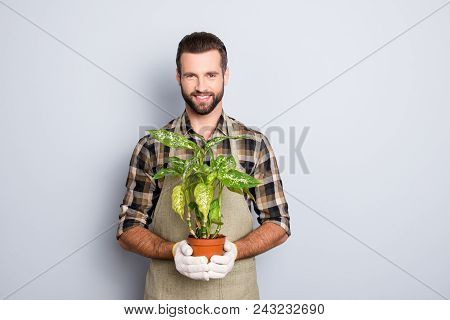 Portrait Of Cheerful Brunet  Florist With Stubble In Shirt And Apron Showing, Having House Plant, Di