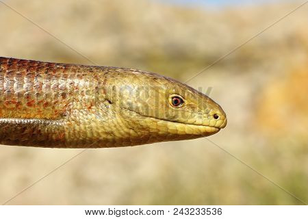 Portrait Of A Male Sheltopusik In Mating Season ( Pseudopus Apodus )