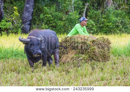 Marinduque , Philippines - March 31: Filipino Farmer Working At A Rice Field In Marinduque Island Th