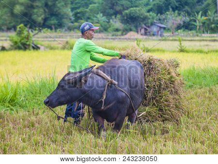 Marinduque , Philippines - March 31: Filipino Farmer Working At A Rice Field In Marinduque Island Th