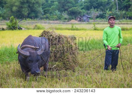 Marinduque , Philippines - March 31: Filipino Farmer Working At A Rice Field In Marinduque Island Th