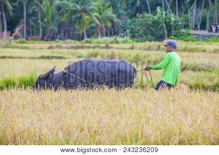 Marinduque , Philippines - March 31: Filipino Farmer Working At A Rice Field In Marinduque Island Th