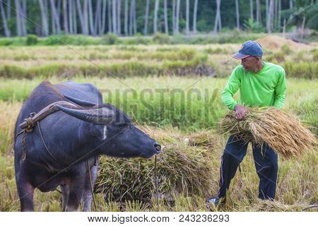 Marinduque , Philippines - March 31: Filipino Farmer Working At A Rice Field In Marinduque Island Th