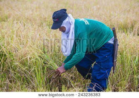 Marinduque , Philippines - March 31: Filipino Farmer Working At A Rice Field In Marinduque Island Th