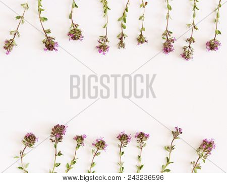 Purple Little Thymus Pulegioides Common Names Lemon Thyme On White Background.thymus Pulegioides Is 