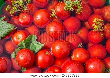 Pickled tomatoes with herbs in the wooden cask.