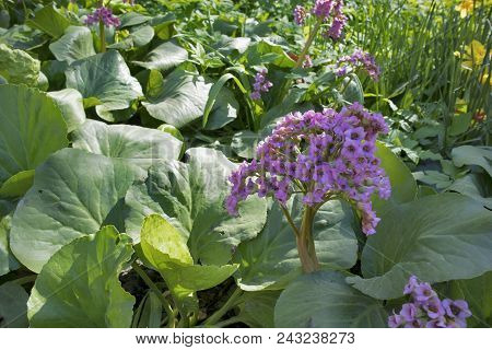 The Bergenia Crassifolia In Spring Garden. Rassifolia Blooms In The Spring Park. Purple Flowers Of B