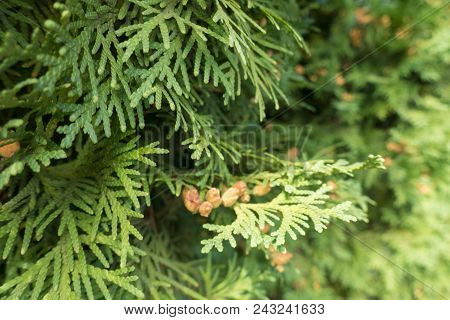 Scale Like Green  Leaves  Of Thuja Occidentalis