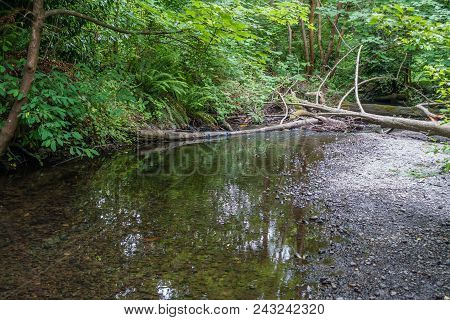 A View Of A Logjam On The Des Moines Creek In Des Moines, Washington.