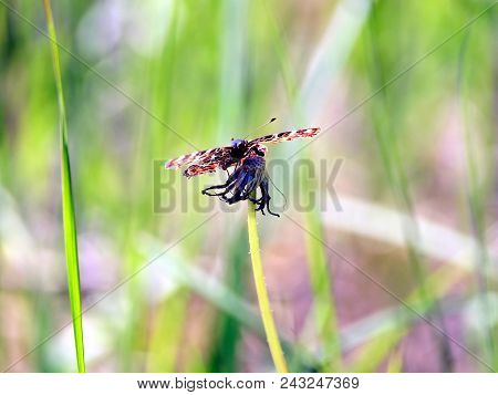 Colorful Motionless Butterfly Sitting On Empty Dry Dandelion Flower On Sunny Summer Day Above Green 
