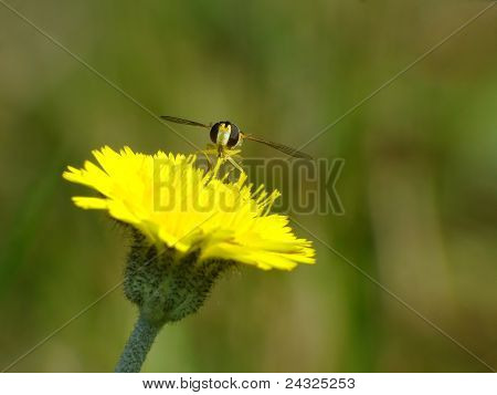 Lilla biet på en gula blomma