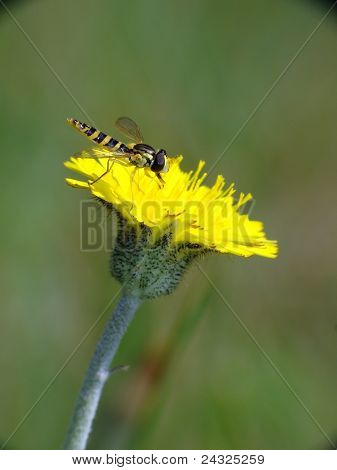 Lilla biet på en gula blomma