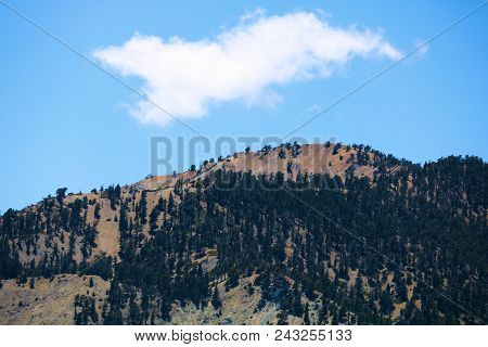 Mt Badden Powell Summit With An Alpine Pine Forest Taken In The San Gabriel Mountains, Ca
