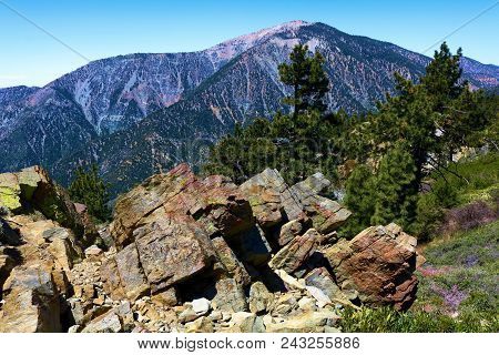 Pine Forest With Mt Badden Powell Beyond Taken In The San Gabriel Mountains, Ca