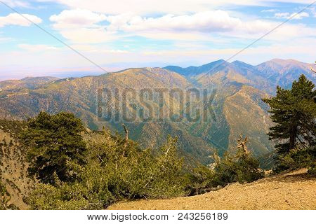 Summit At Mt Badden Powell With Lodgepole Pine Trees Also Known As The Twisted Pines Weathered From 