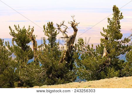 Lodgepole Pine Trees Also Known As The Twisted Pines Which Are Weathered From The Wind Taken At The 