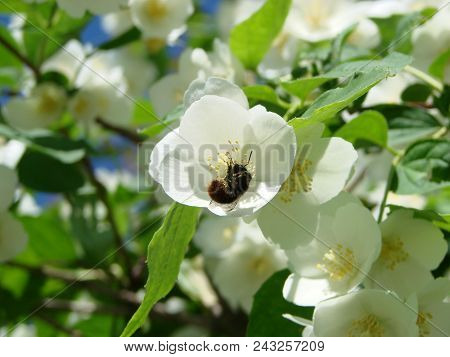 Jasmine, Yasmine Is A Genus Of Shrubs And Vineyards In An Olive Family Oleaceae . The Honey Bee Coll