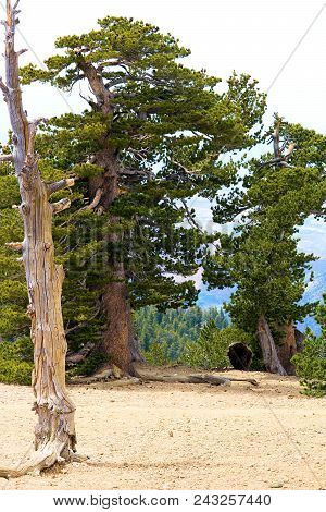 Lodgepole Pine Trees Also Known As The Twisted Pines Which Have Been Weathered From The Wind Taken A