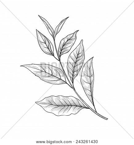 Green Tea Branch Cut Out. Tea Leaves Sketch Hand Drawn Herb Plant Object. Hot Beverage Floral Menu D
