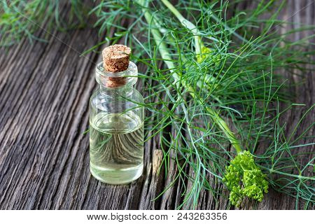A Bottle Of Dill Seed Oil With Fresh Blooming Anethum Graveolens Twigs