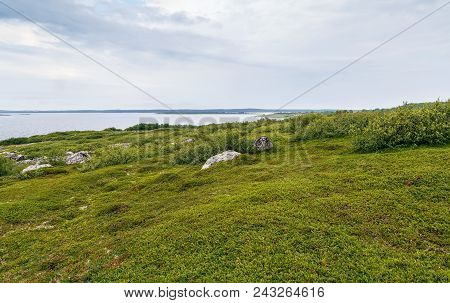 The Northern Nature Of The Subpolar Tundra On Big Zayatsky Island, Russia