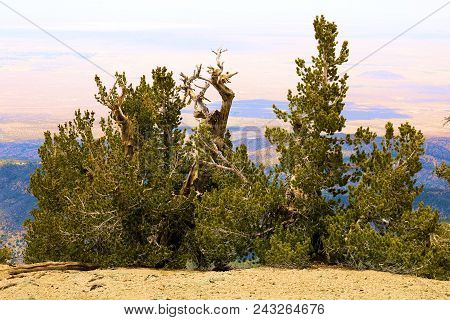 Lodgepole Pine Trees Also Known As The Twisted Pines Which Has Been Weathered From The Wind Taken At
