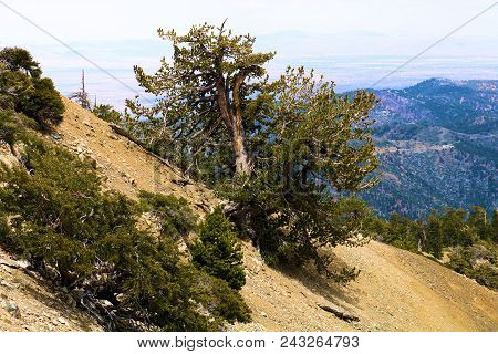 Lodgepole Pine Trees Also Known As The Twisted Pines Which Have Been Weathered From The Wind Taken A