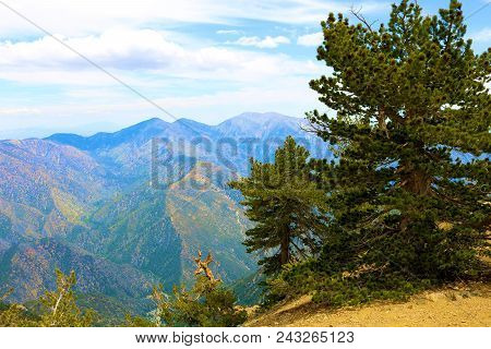 Lodgepole Pine Tree Also Known As The Twisted Pine Which Has Been Weathered From The Wind Taken At T