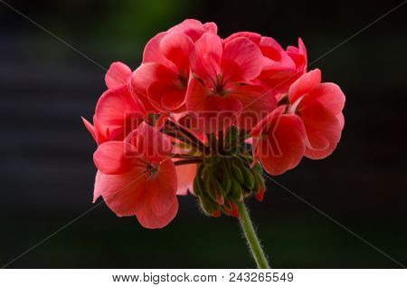 Bright Pelargonium Decorate The Yard
