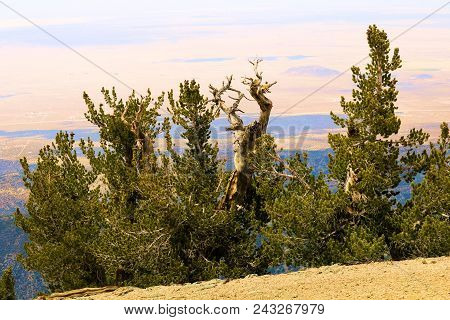 Lodgepole Pine Trees Also Known As The Twisted Pine Taken At The Higher Elevations In The San Gabrie