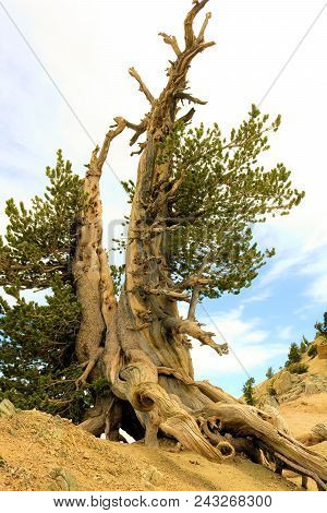 Lodgepole Pine Tree Also Known As The Twisted Pine Taken On The Higher Elevations In The San Gabriel